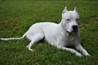 Dogo Köpek Irkı